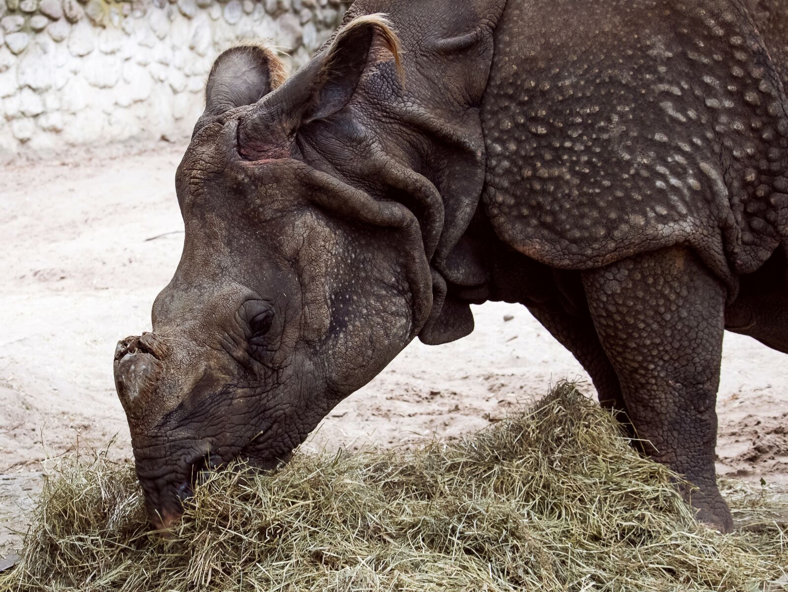 Canon EF-S 55-250mm F4-5.6 IS STM sample photo. Rhino, indian rhinoceros, asia photography