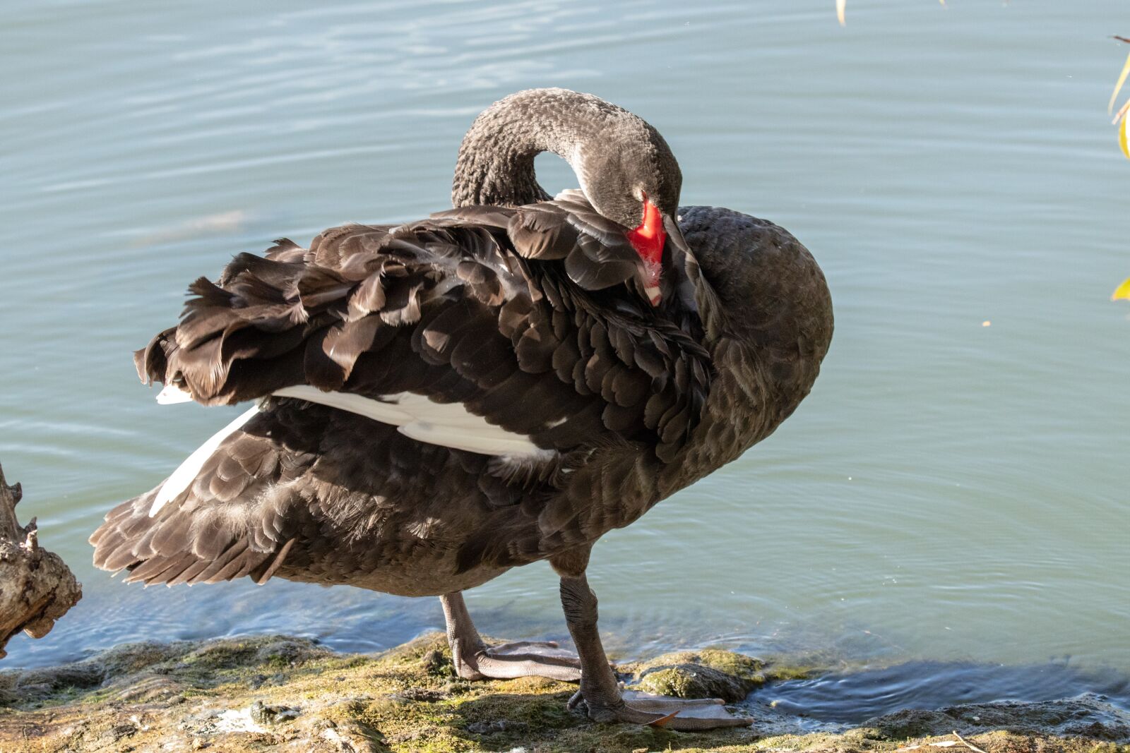 Canon EF 100-400mm F4.5-5.6L IS USM sample photo. Swan, black swan, water photography