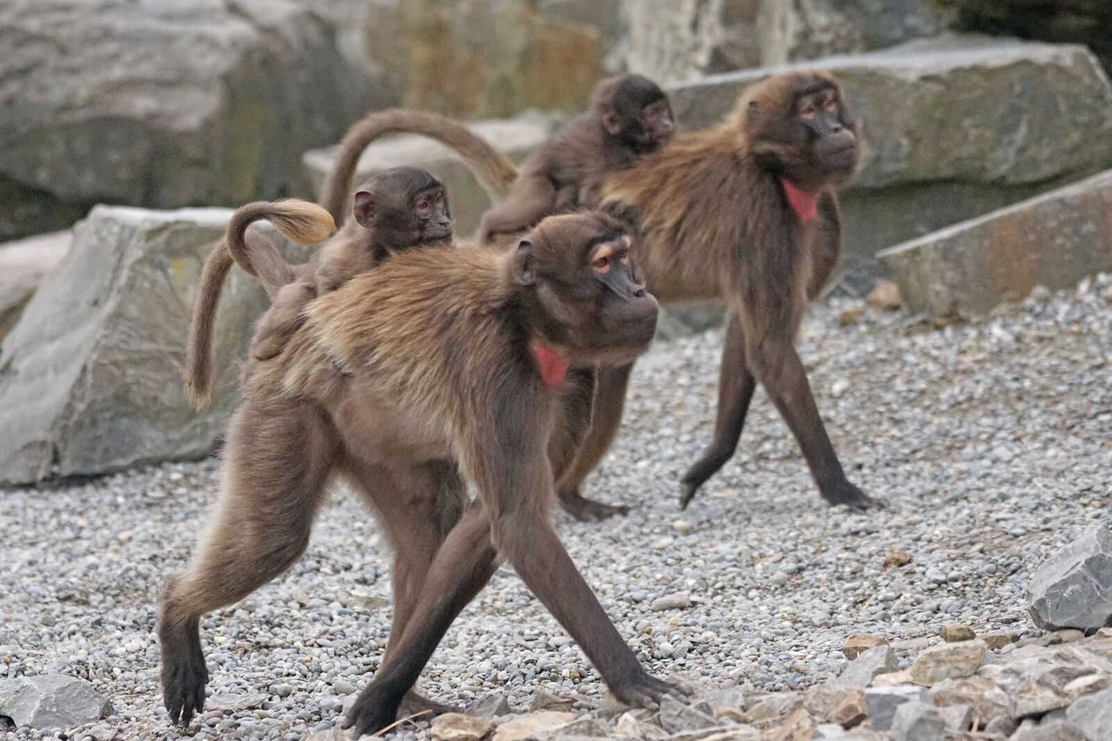 Sony ILCA-77M2 + Sony 70-400mm F4-5.6 G SSM sample photo. Dschelada, primates, ape photography