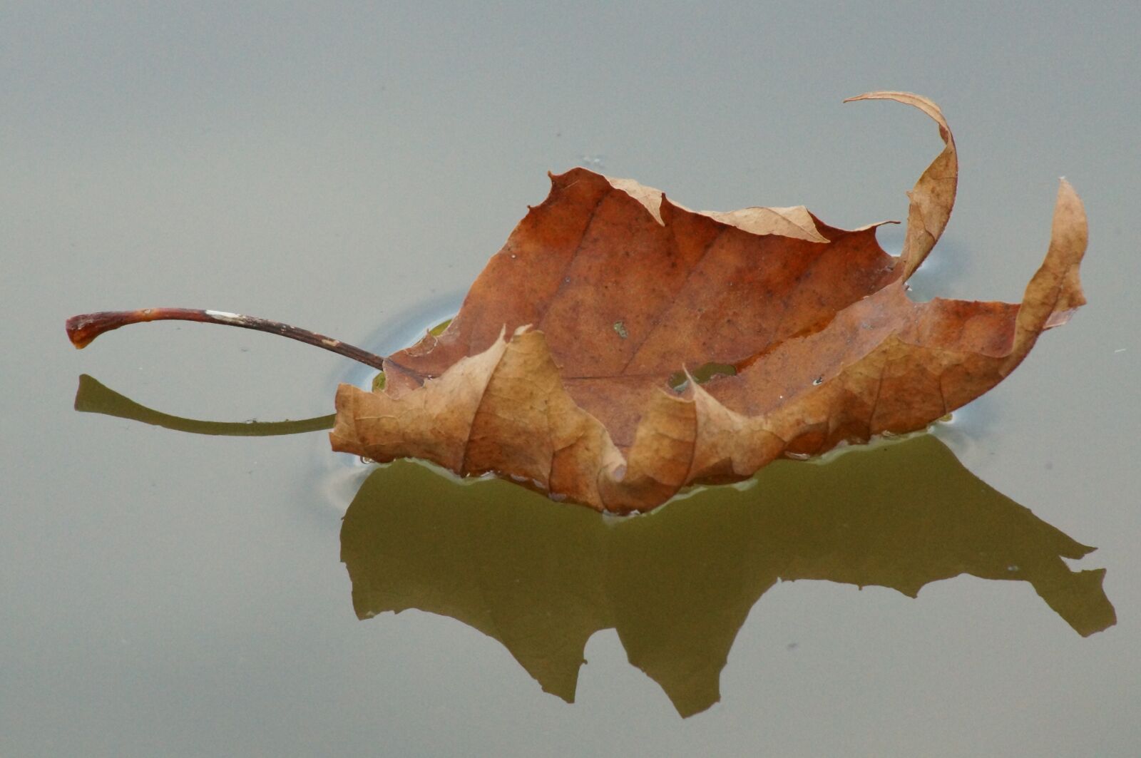 Sony SLT-A57 sample photo. Leaf, water, lake photography