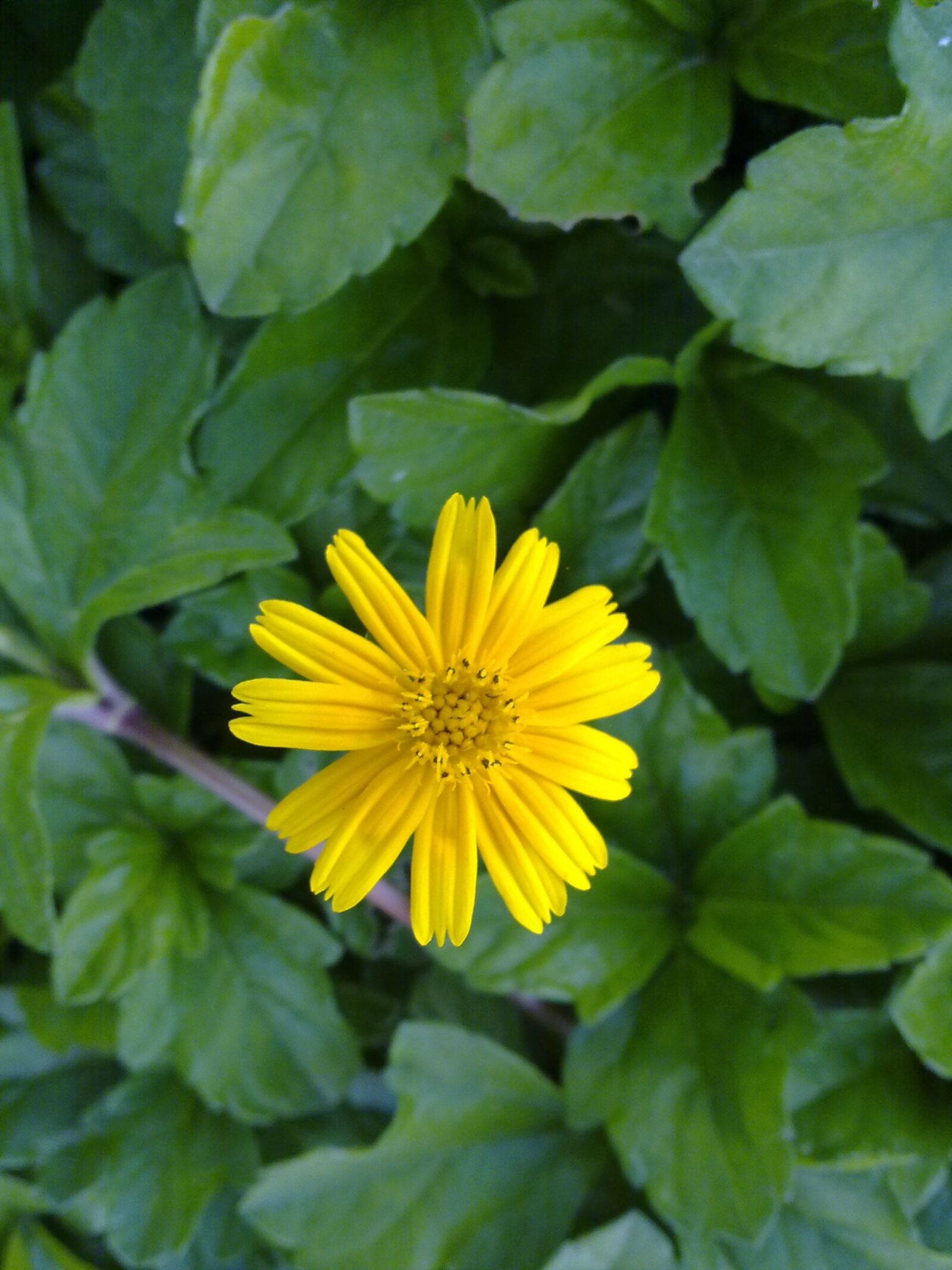Nokia N97 mini sample photo. Nature, flora, summer photography