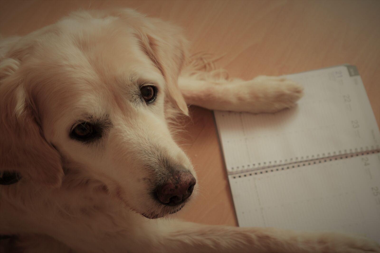 Canon EOS M10 sample photo. Dog, cute, pet photography