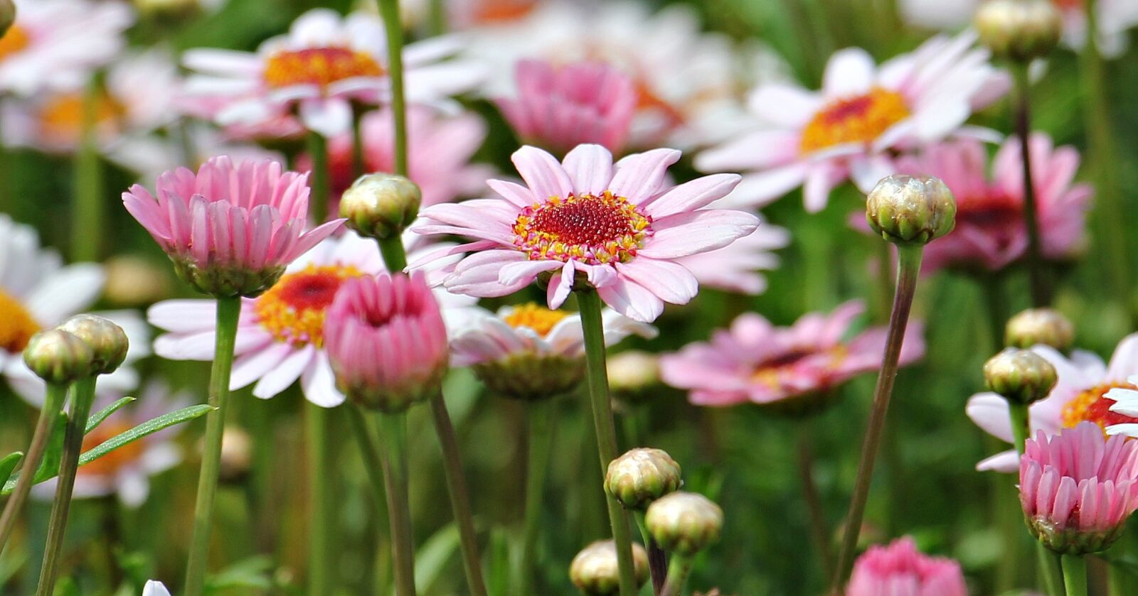 Canon EOS 550D (EOS Rebel T2i / EOS Kiss X4) sample photo. Marguerite, tree daisy, flower photography