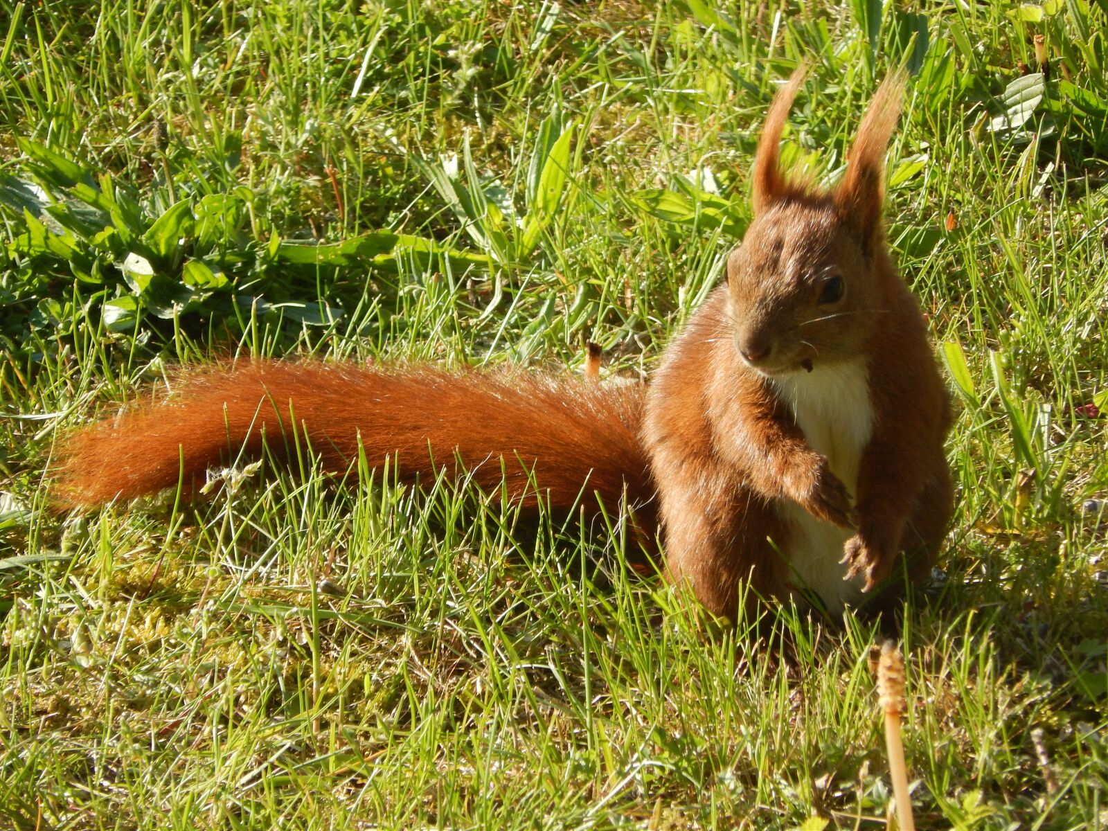 Nikon Coolpix L820 sample photo. Squirrel, small animal, furry photography