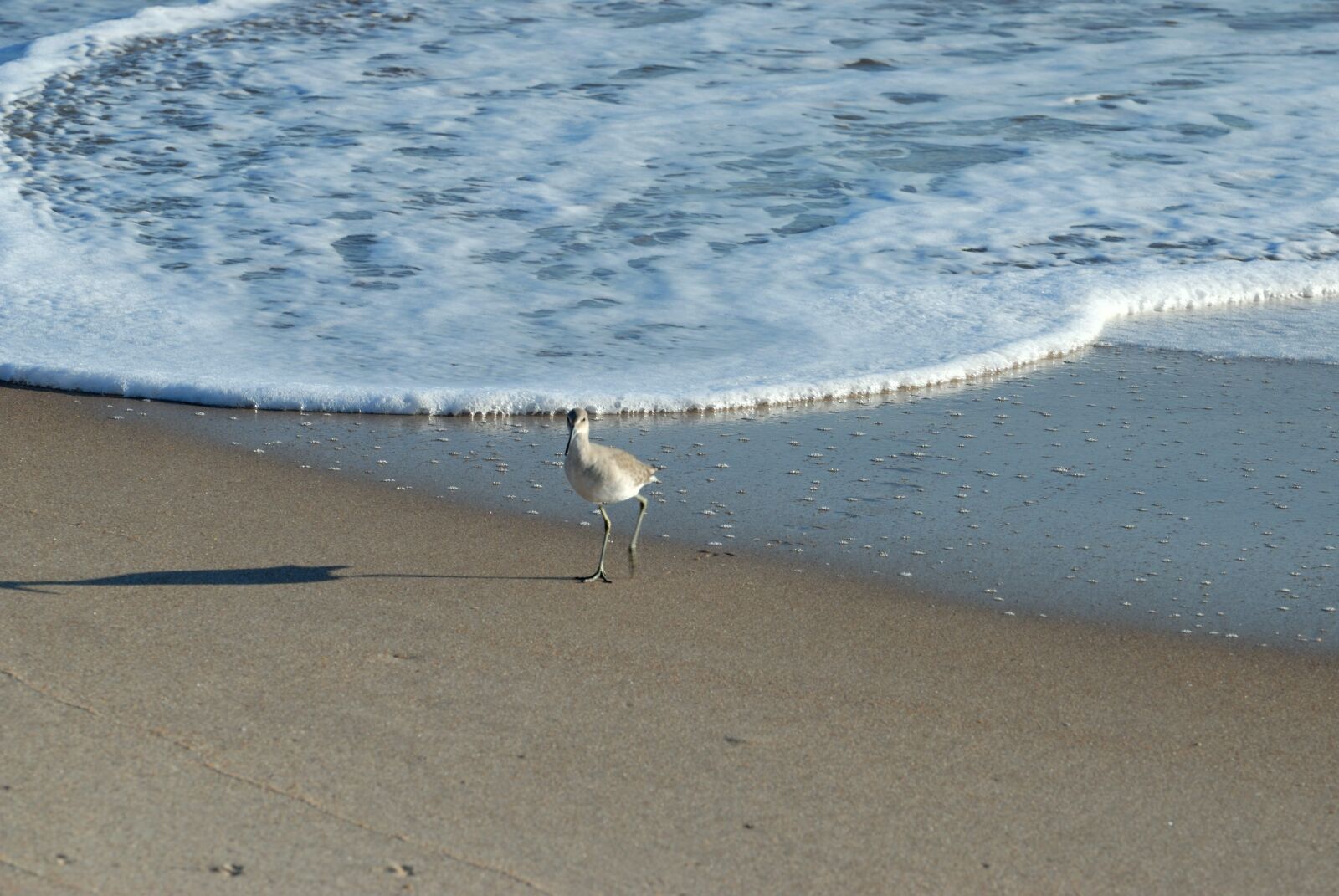 Nikon D200 sample photo. Sandpiper bird, bird, sandpiper photography