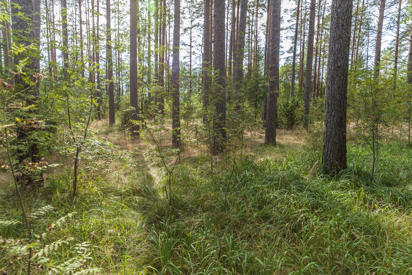 Canon EOS 6D sample photo. Forest, beauty, stroll photography