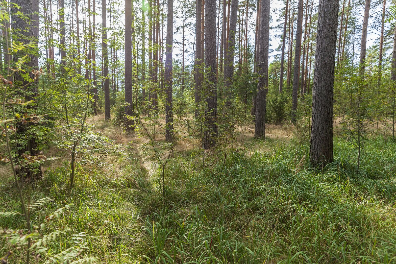 Canon EOS 6D + Canon EF 24-70mm F2.8L II USM sample photo. Forest, beauty, stroll photography