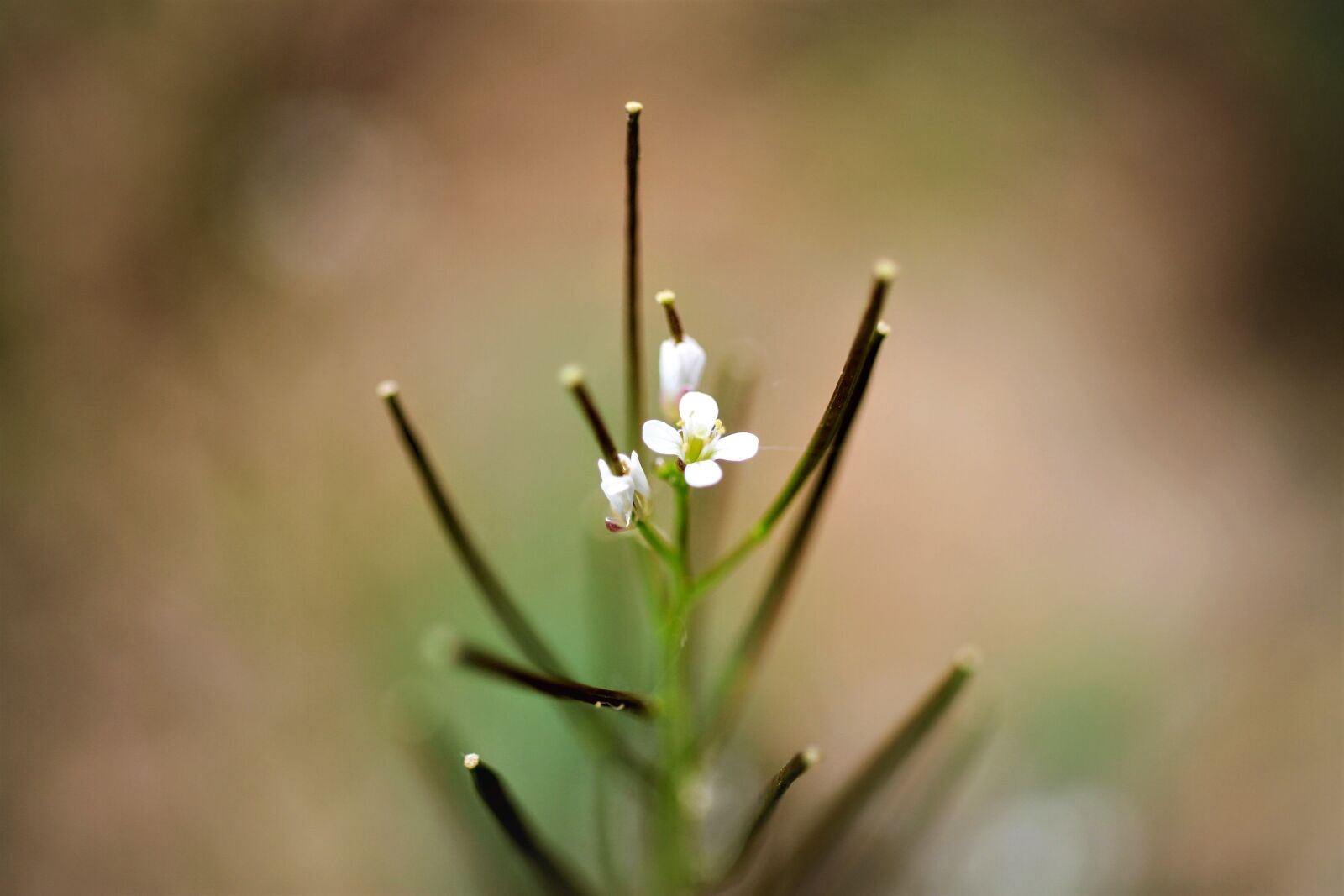 Canon EF-S 35mm F2.8 Macro IS STM sample photo. Forest cress, foam herbal photography