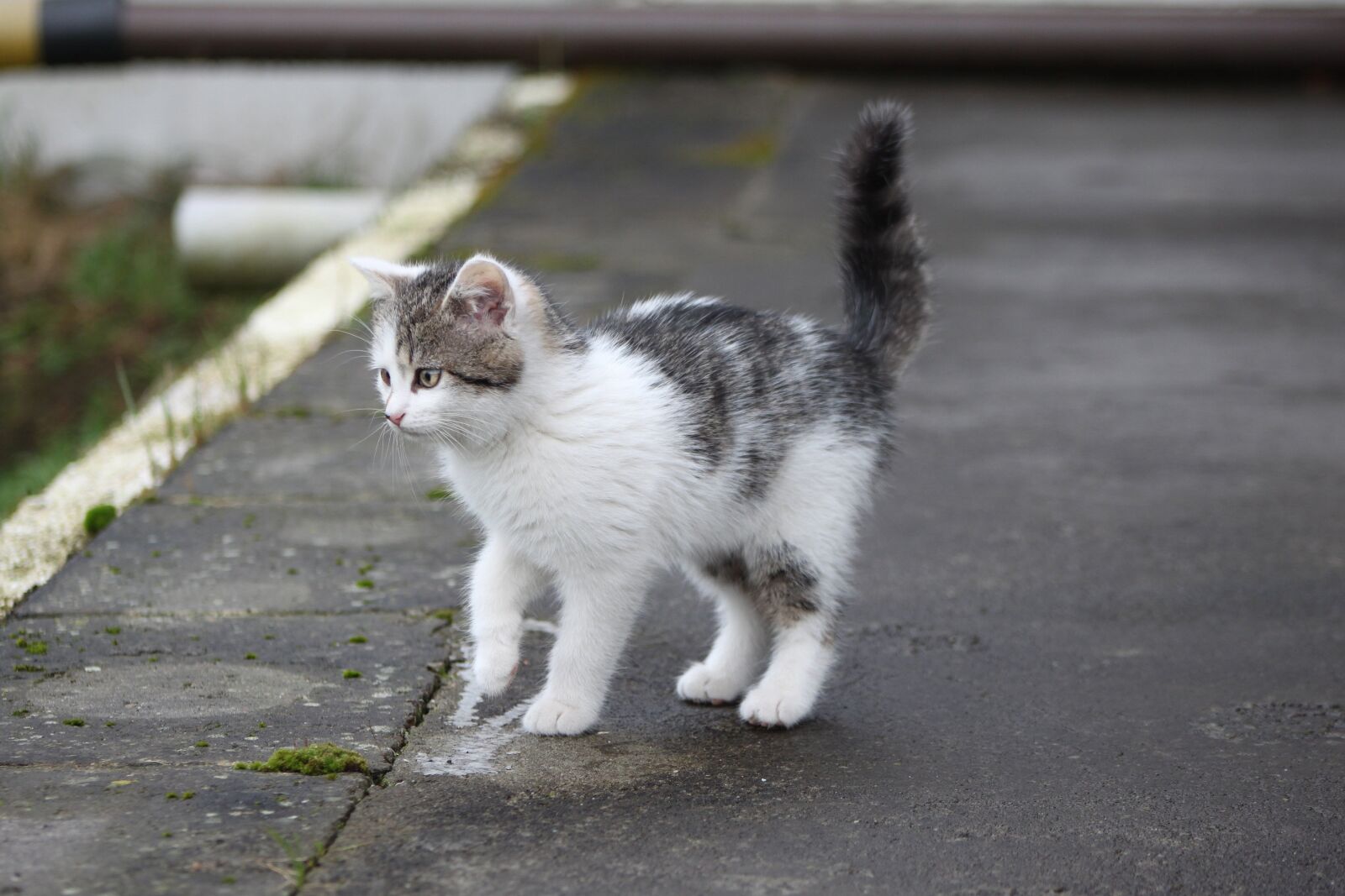Canon EOS 500D (EOS Rebel T1i / EOS Kiss X3) sample photo. Cat, kitten, small cat photography