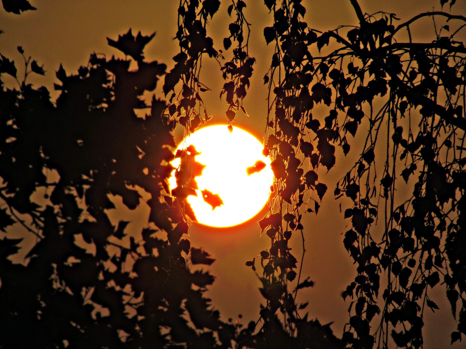 Canon PowerShot SX30 IS sample photo. The sun, tree, west photography