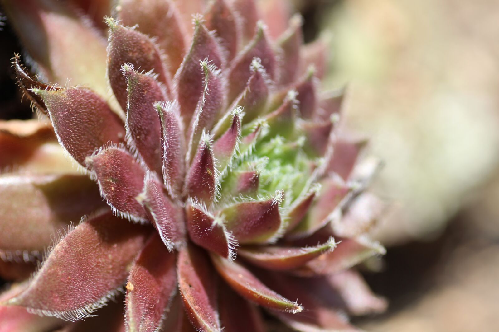 Canon EOS 600D (Rebel EOS T3i / EOS Kiss X5) sample photo. Stone rose, houseleek, sempervivum photography