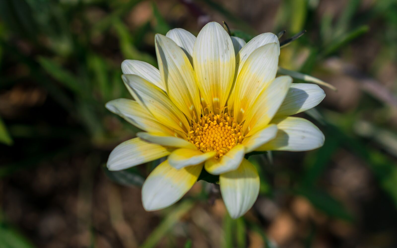 Nikon D5300 sample photo. Flore, bedding plant, garden photography