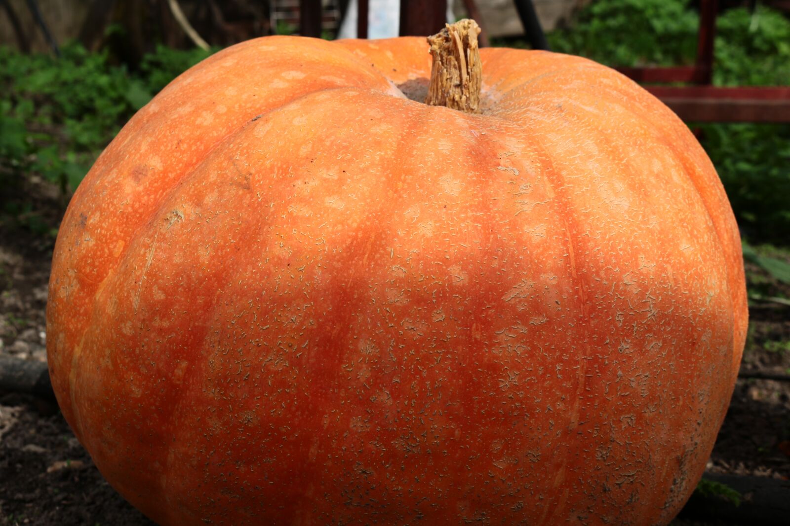 Canon EOS 100D (EOS Rebel SL1 / EOS Kiss X7) sample photo. Pumpkin, vegetable, village photography