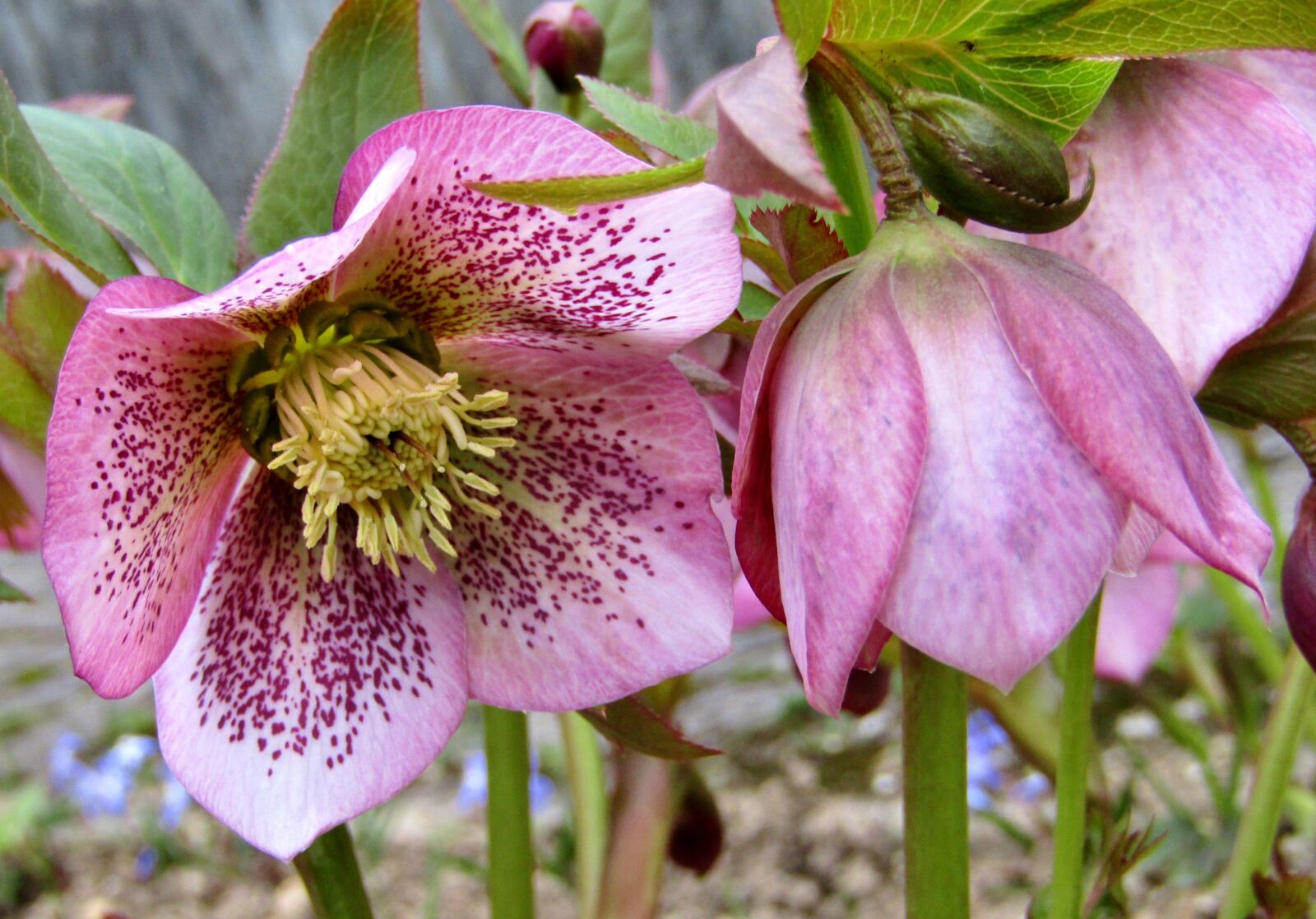 Canon POWERSHOT SX432 IS sample photo. Christmas rose, speckled, rose photography