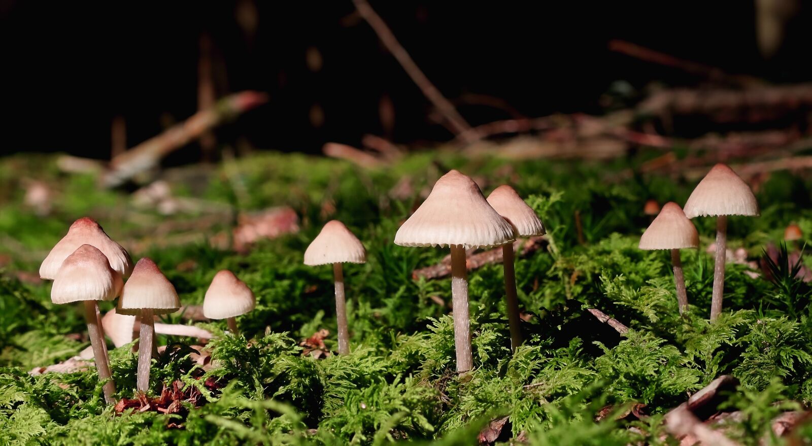 Canon EF-M 15-45mm F3.5-6.3 IS STM sample photo. Nature, mushrooms, moss photography