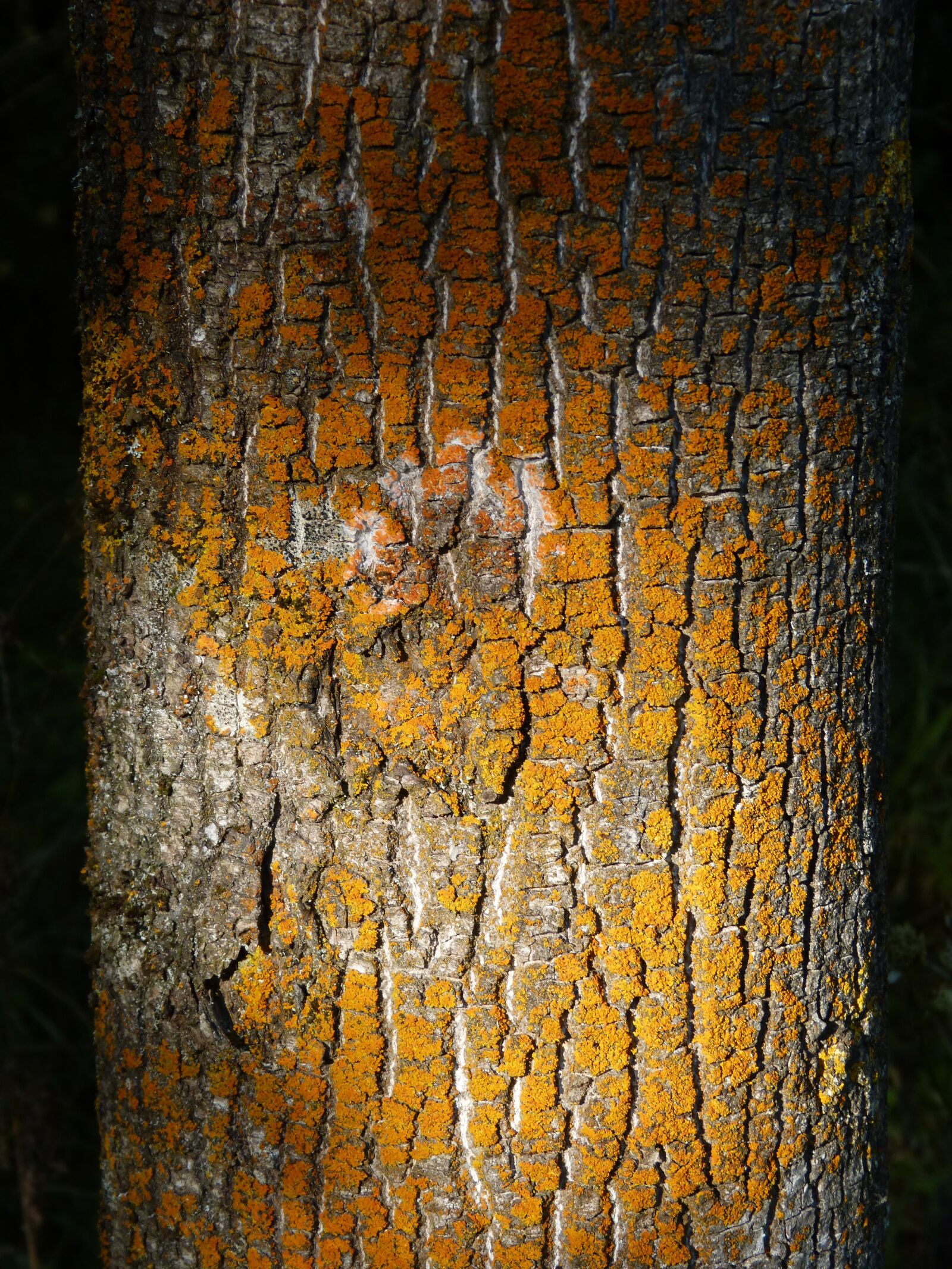 Panasonic DMC-FZ62 sample photo. Trunk, lichen, texture photography