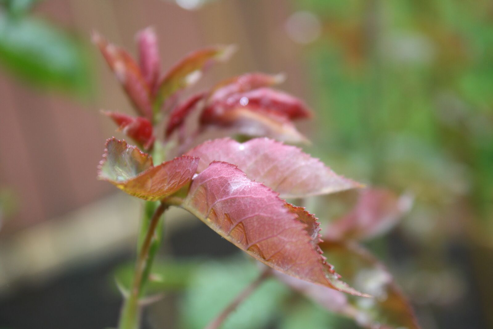 Canon EOS 1000D (EOS Digital Rebel XS / EOS Kiss F) sample photo. Rose, plant, bud photography