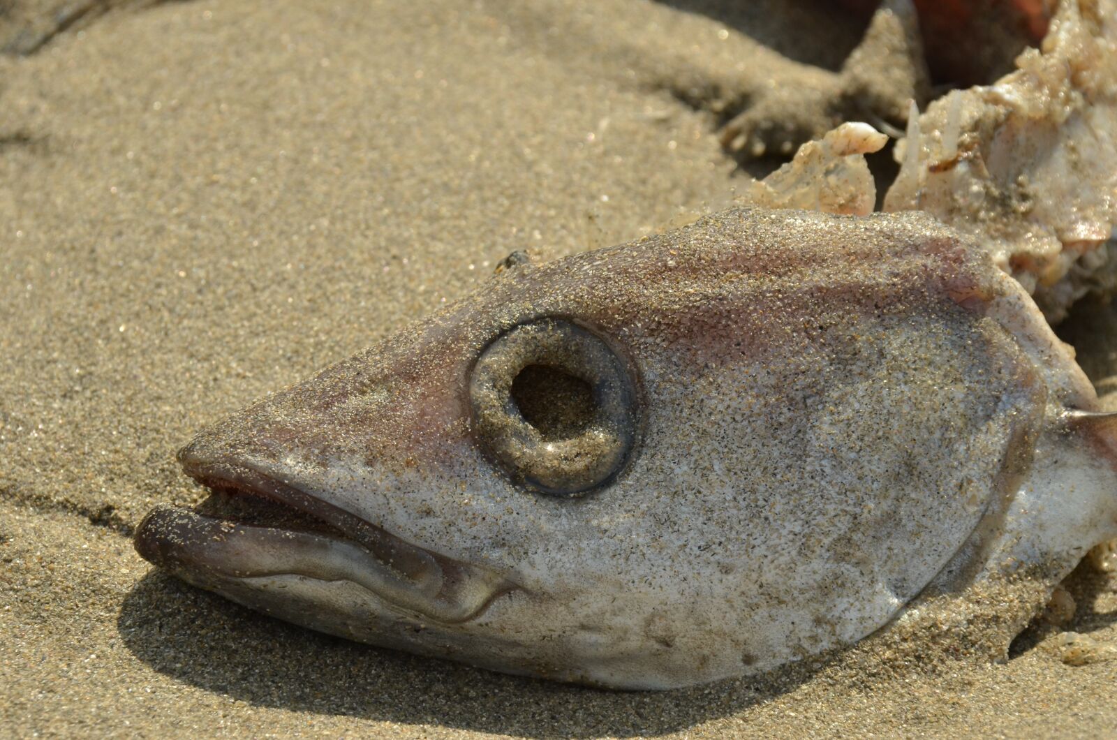 Nikon D7000 sample photo. Fish, death, perish photography