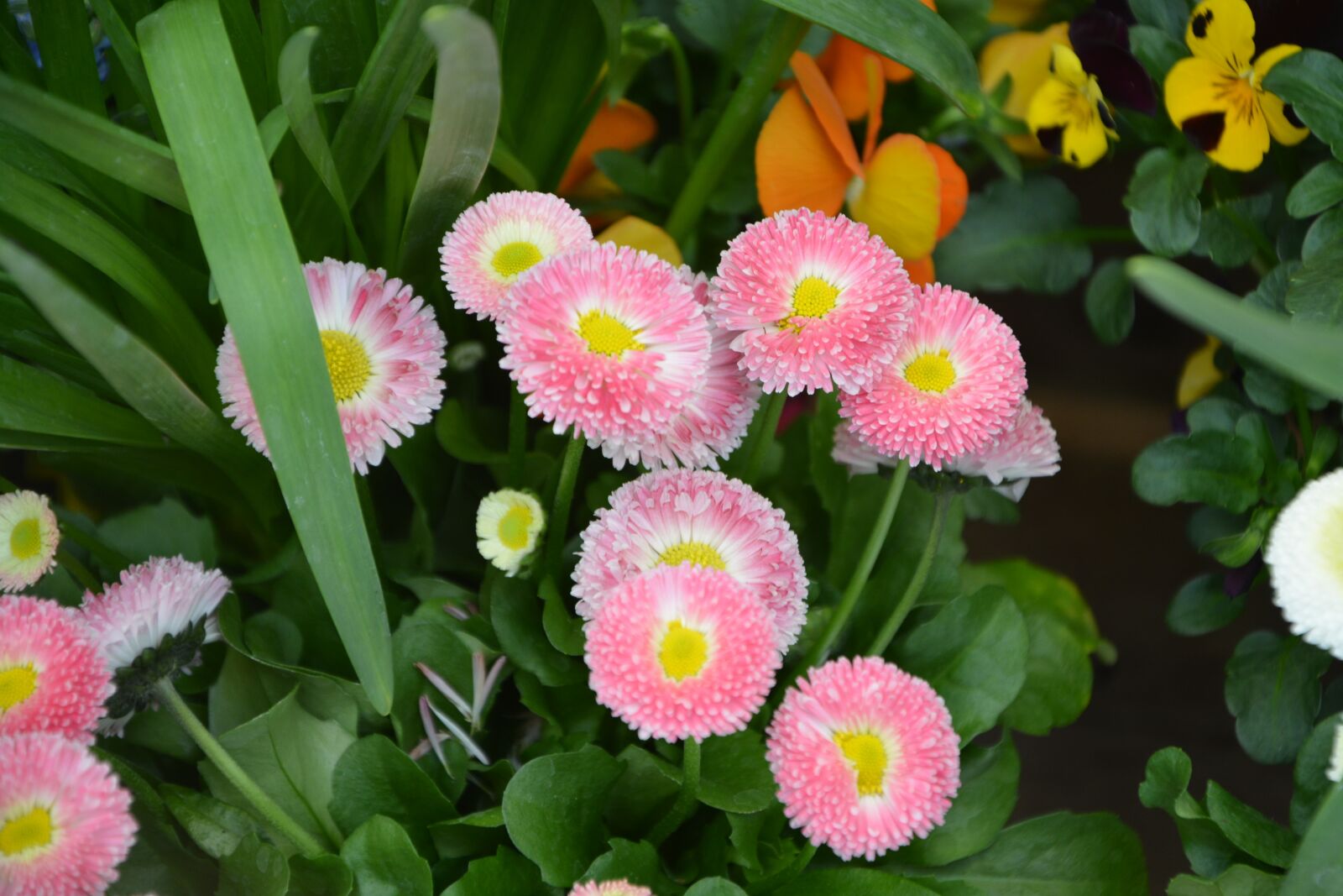 Nikon D5200 sample photo. Pink flowers, pomponnettes, nature photography