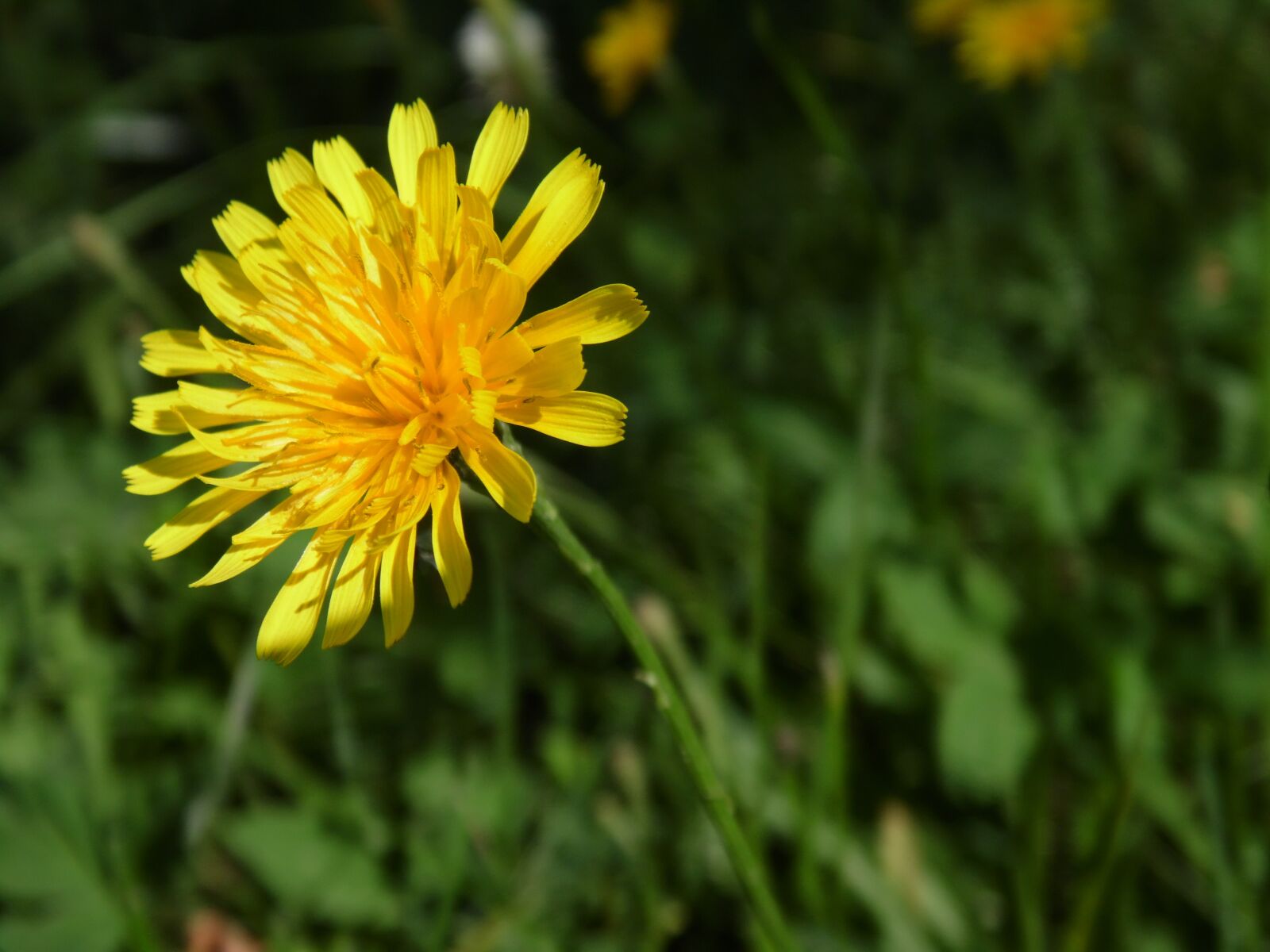 Samsung WB110/  WB111 sample photo. Flowers, flower, summer flowers photography
