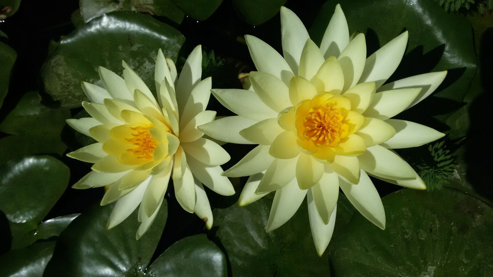 Samsung Galaxy S3 Neo sample photo. Water lilies, aquatic plants photography