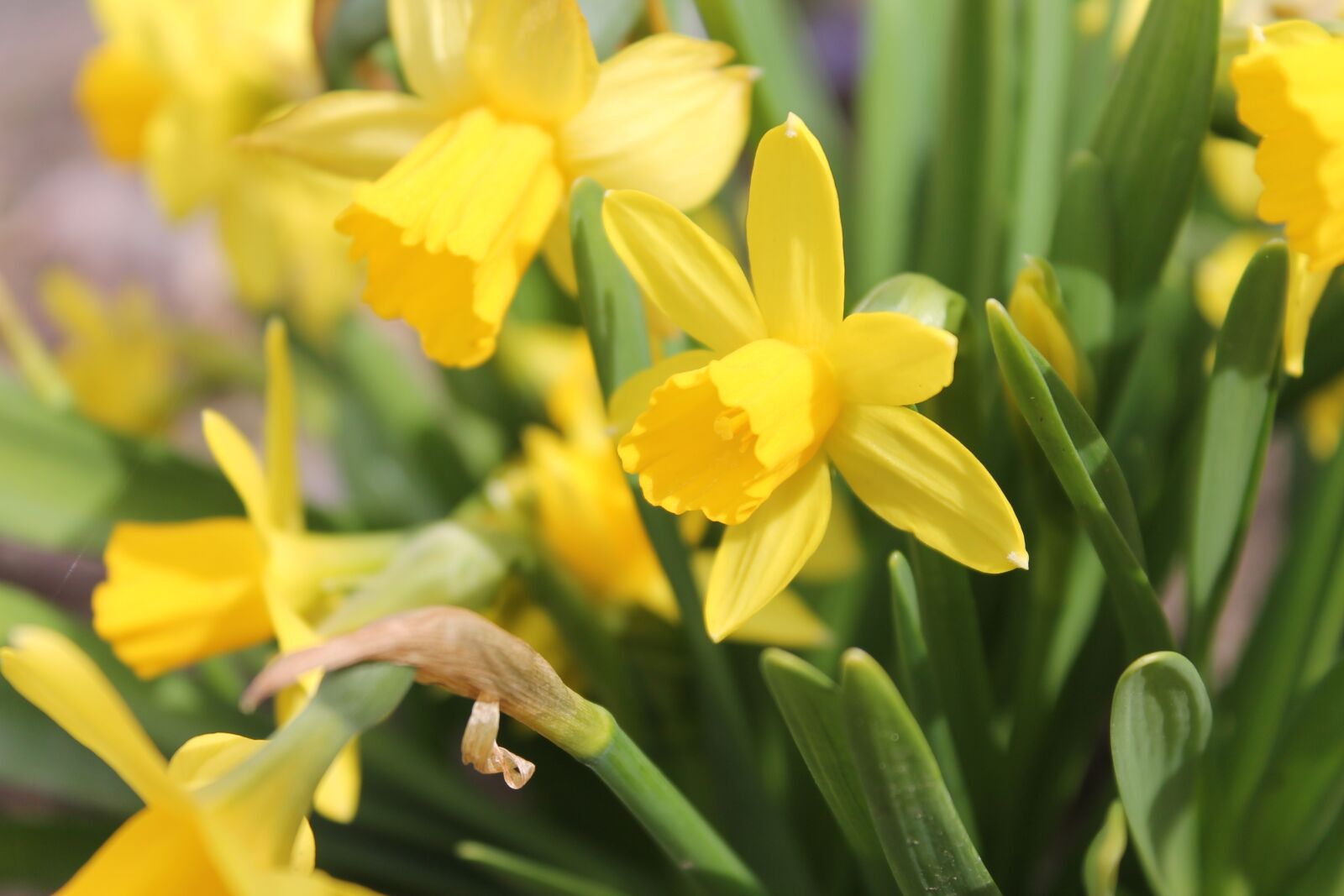 Canon EOS 1100D (EOS Rebel T3 / EOS Kiss X50) sample photo. Osterglocken, daffodils, spring photography