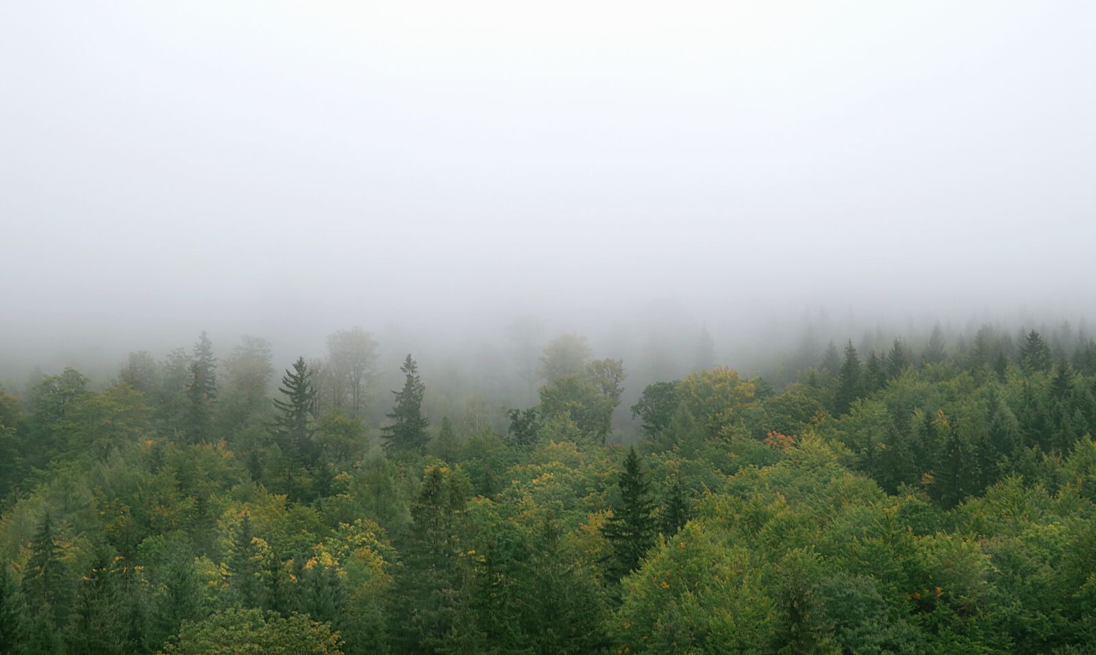 Pentax K-S2 sample photo. The fog, forest, mountains photography