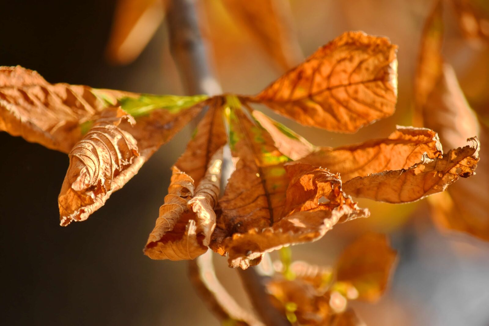 Nikon D5500 sample photo. Autumn season, brown, leaves photography