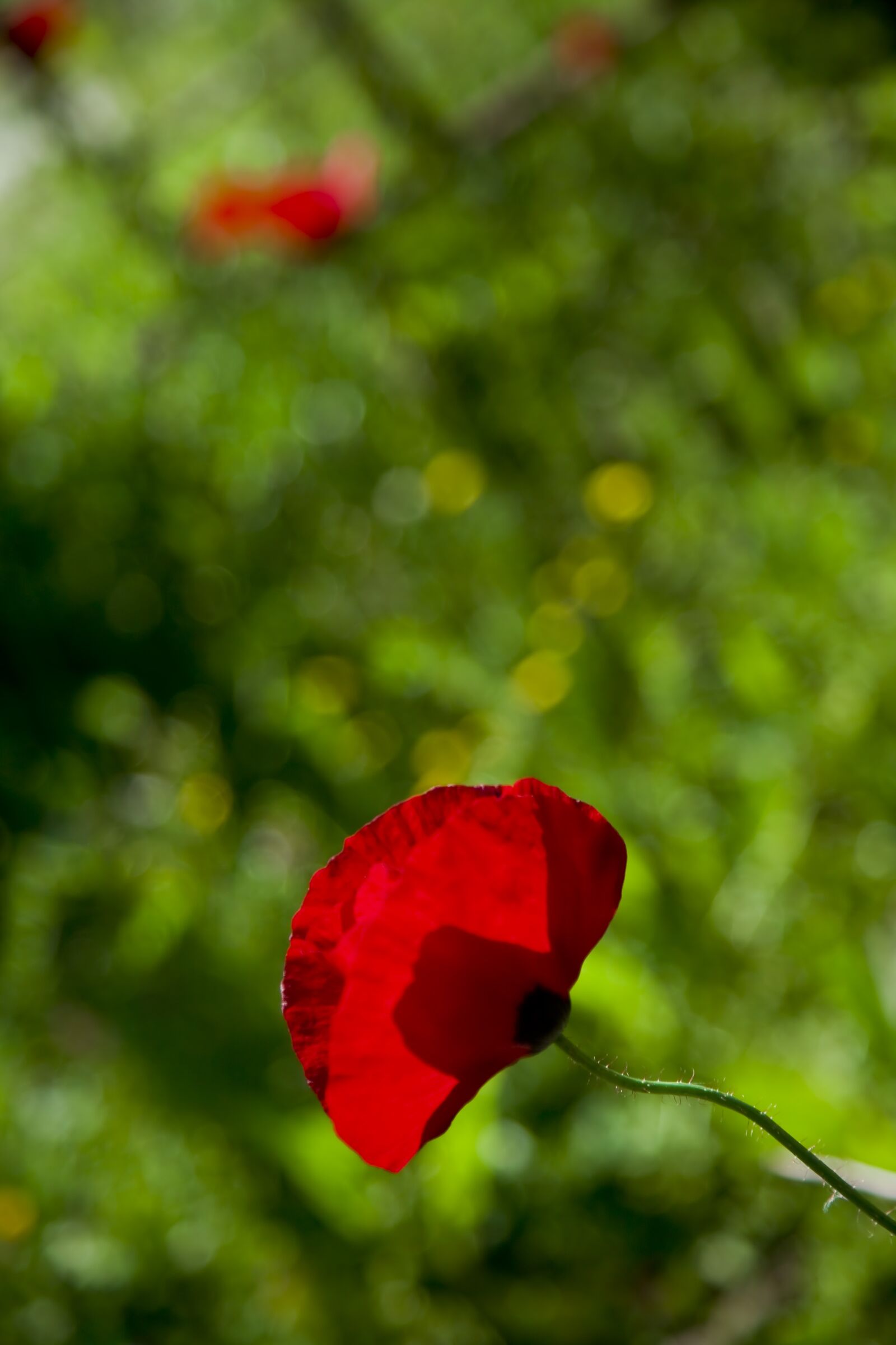 Canon EOS 5D sample photo. Papaver rhoeas, nature, spring photography