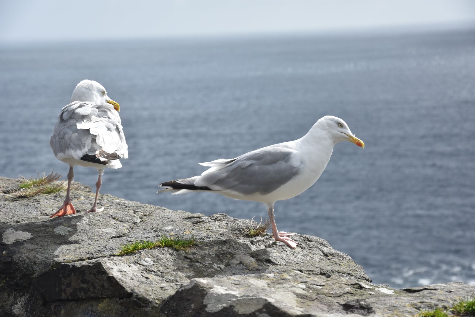 Nikon D3400 sample photo. Bird, nature, sea photography