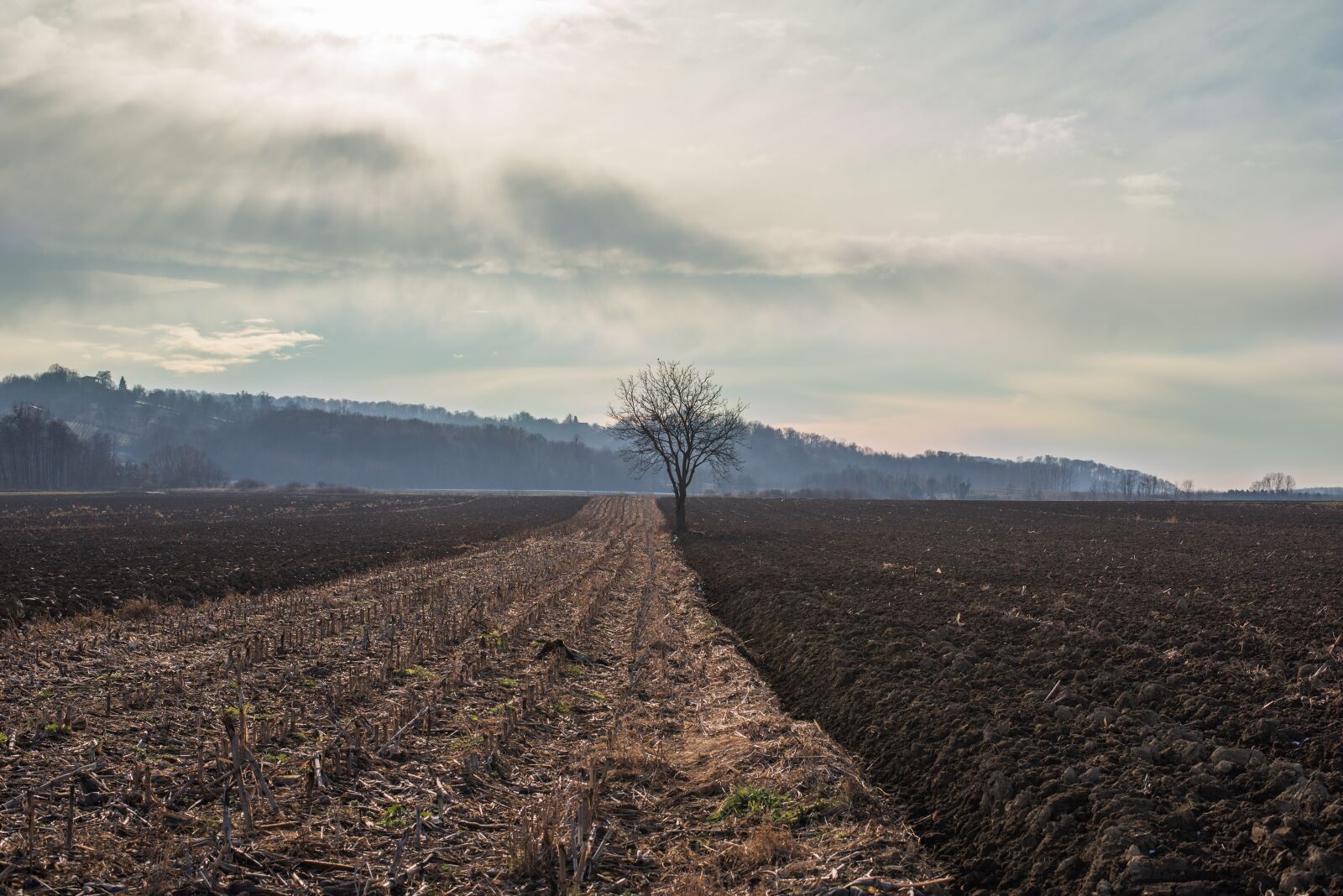 Nikon D750 sample photo. Field, brown, gold photography