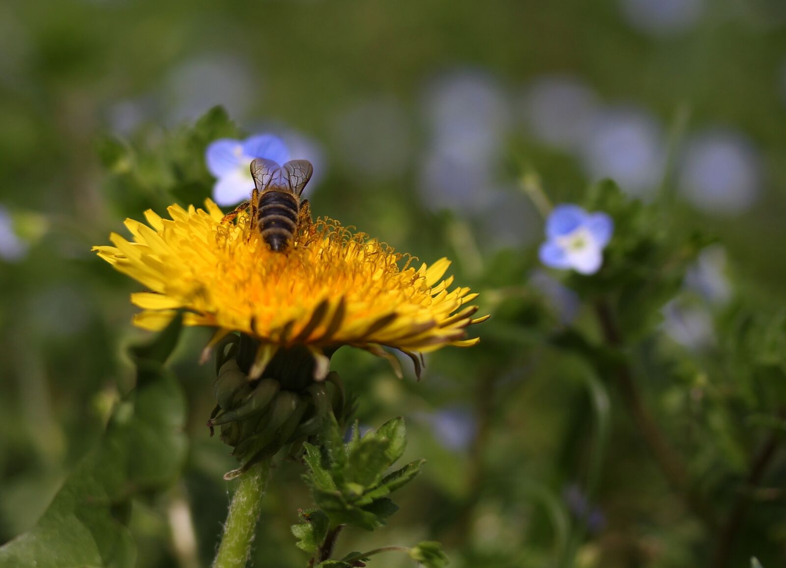 Canon EF-S 60mm F2.8 Macro USM sample photo. Dandelion, bee, insecta photography