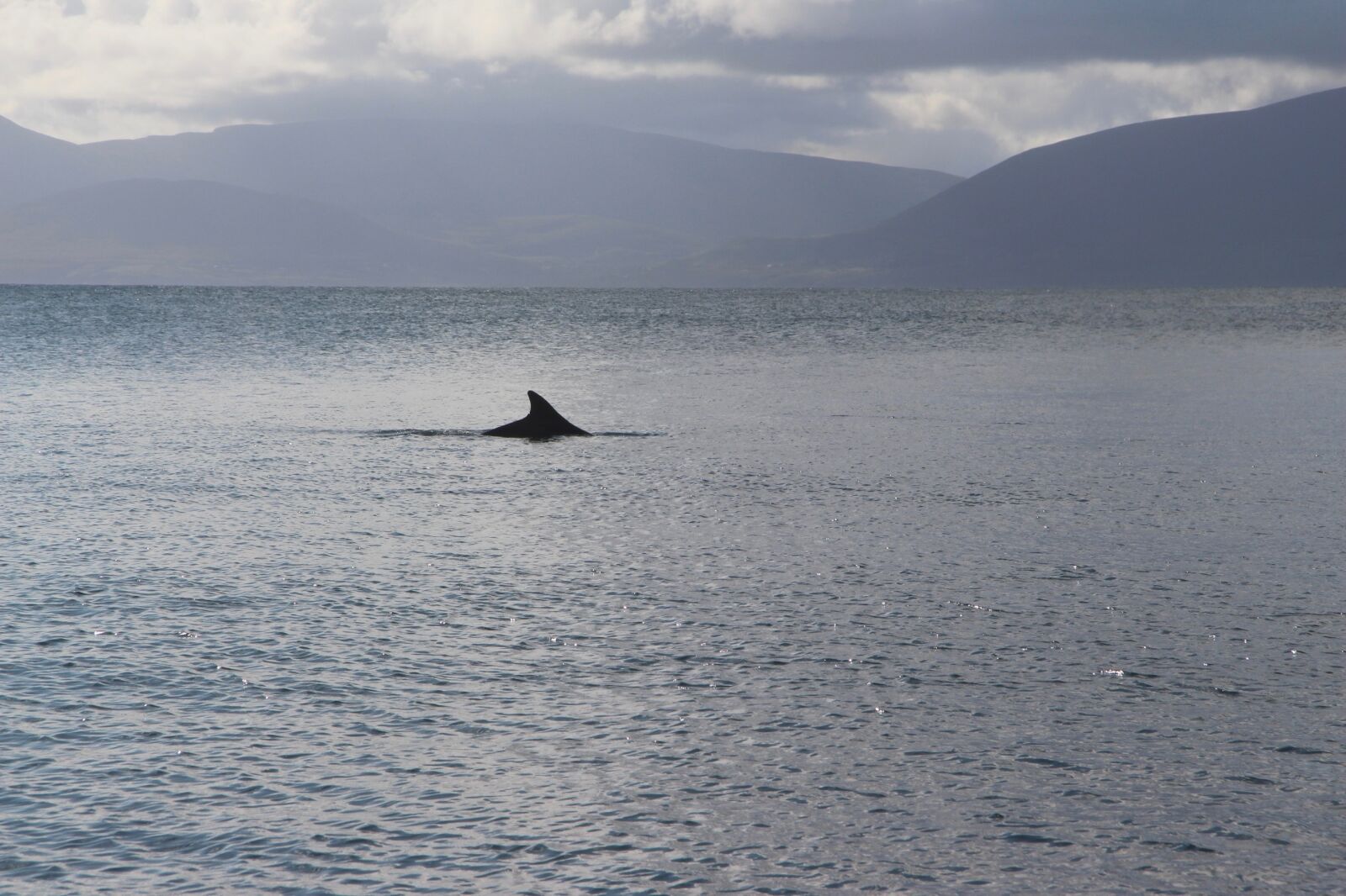 Canon EF-S 17-85mm F4-5.6 IS USM sample photo. Dolphin, fungie, dingle photography