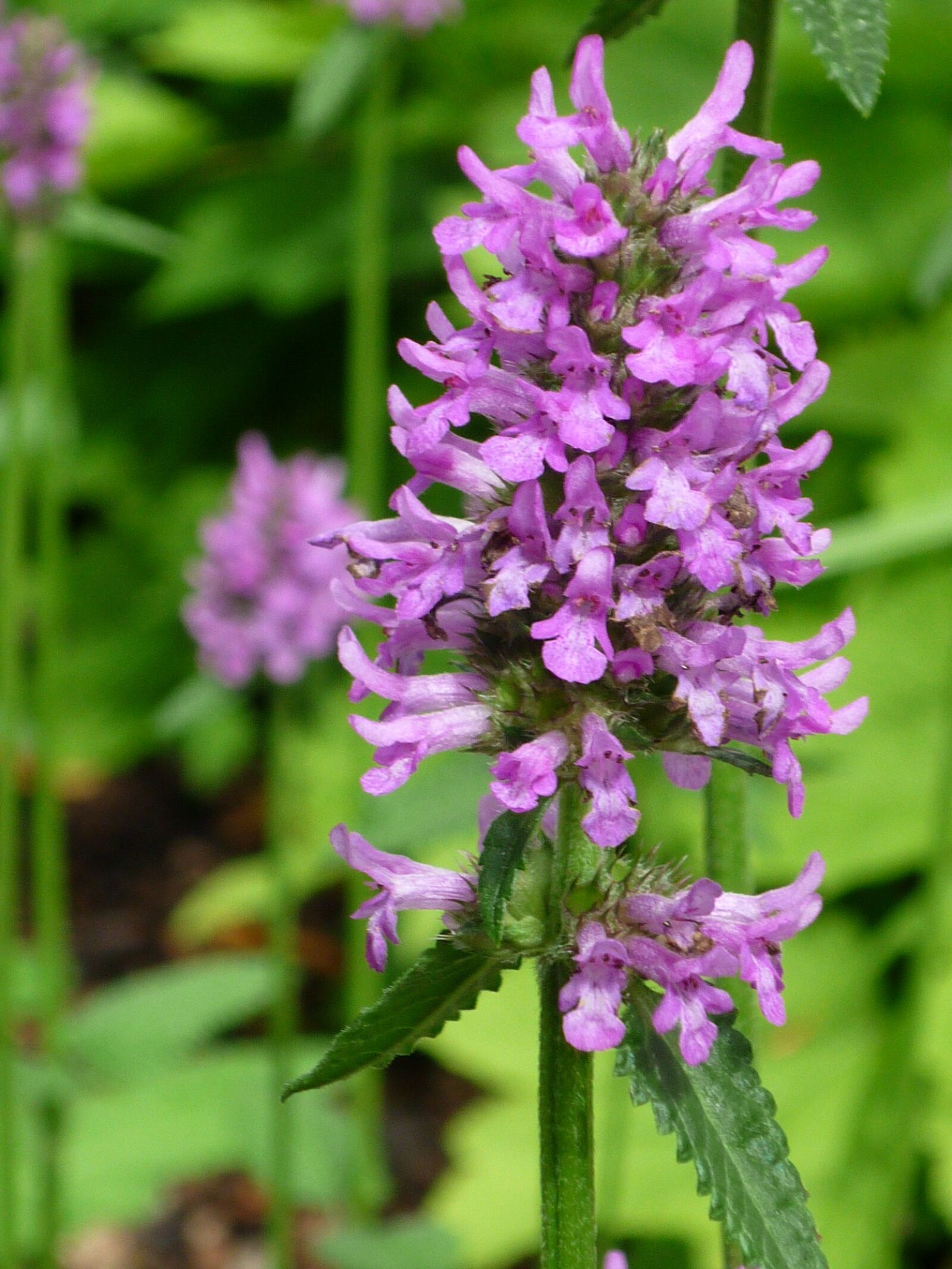 Panasonic Lumix DMC-FS6 sample photo. Nettle, ornamental shrub, nature photography