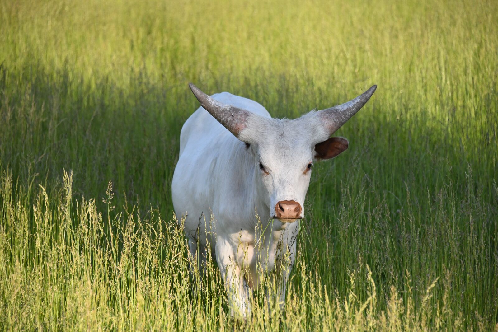 Nikon D850 sample photo. Longhorn, texas, cattle photography