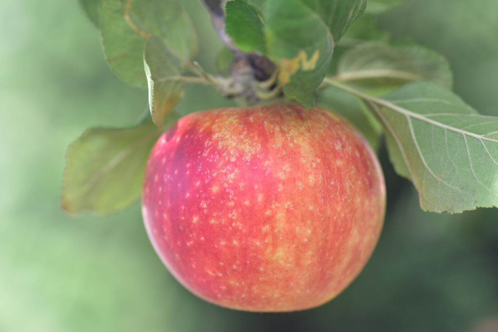 Nikon D750 sample photo. Apple, alcmene, greeting card photography