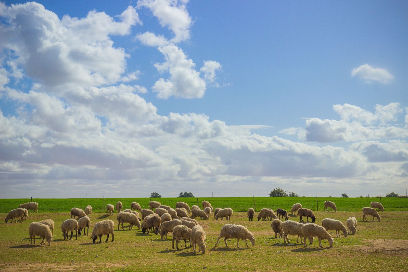 Canon EOS 600D (Rebel EOS T3i / EOS Kiss X5) sample photo. Field, grass, nature photography