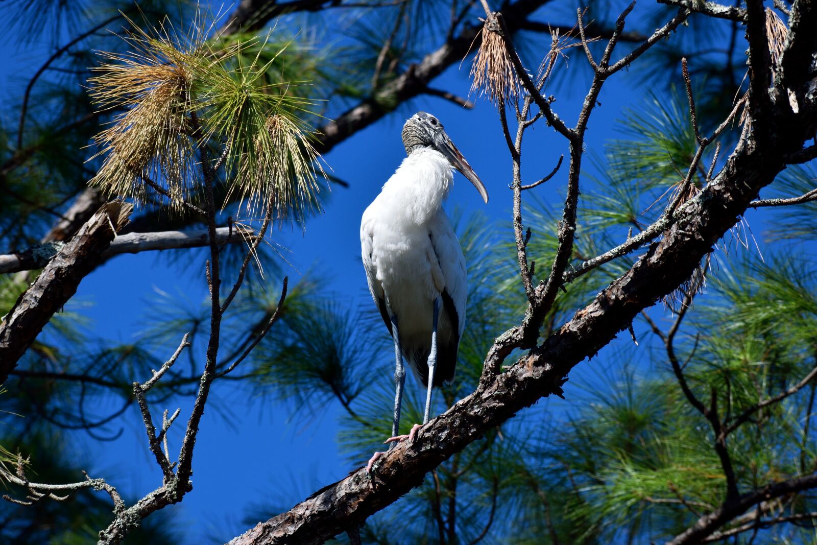 Nikon D3300 sample photo. Wood stork, bird, wildlife photography