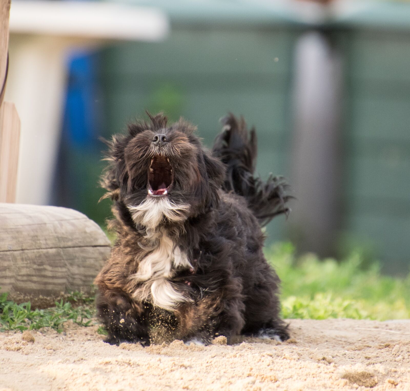 Nikon D3300 sample photo. Dog, small, hybrid photography