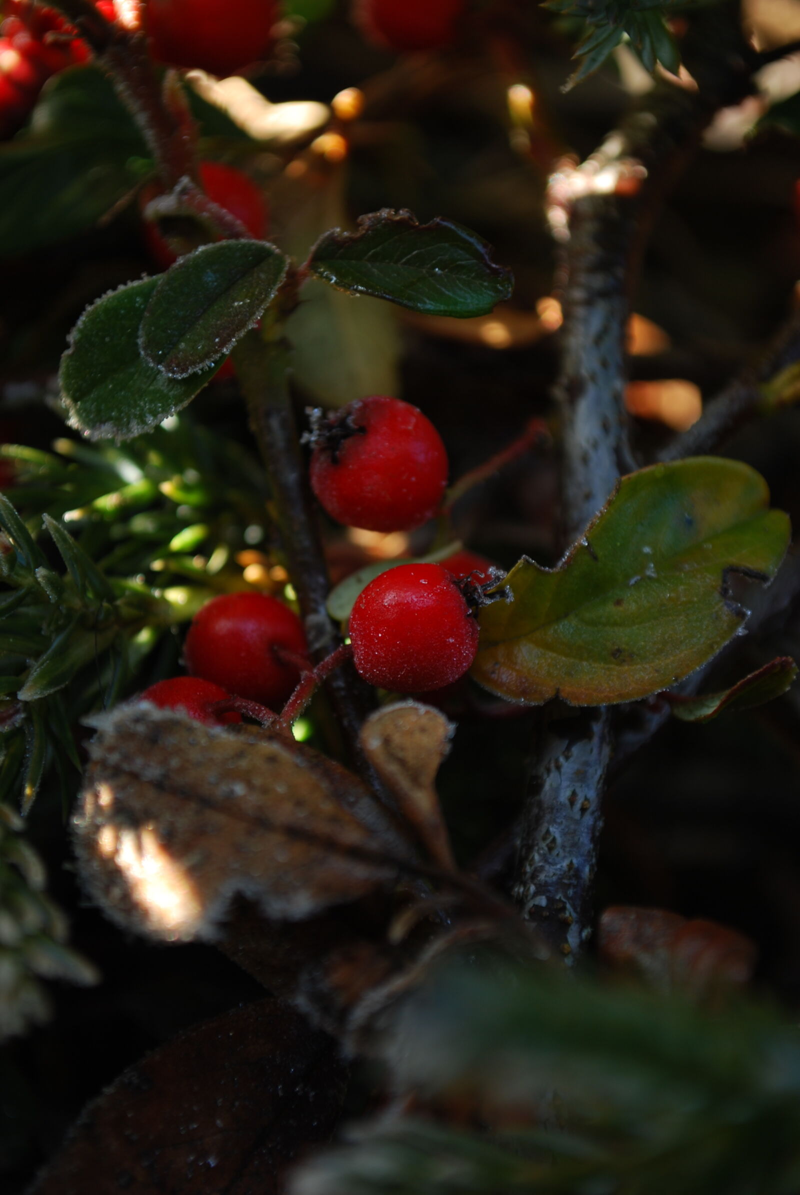 Nikon D60 sample photo. Freeze, hoarfrost, rose, hip photography