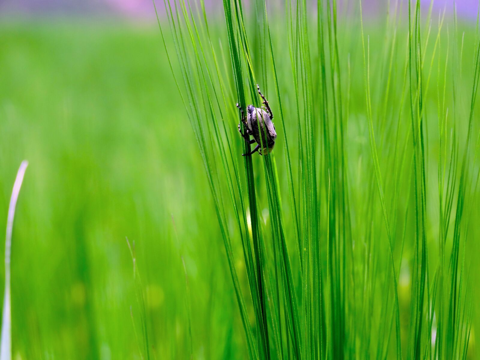 Sony Cyber-shot DSC-HX300 sample photo. Bug, grass, green photography