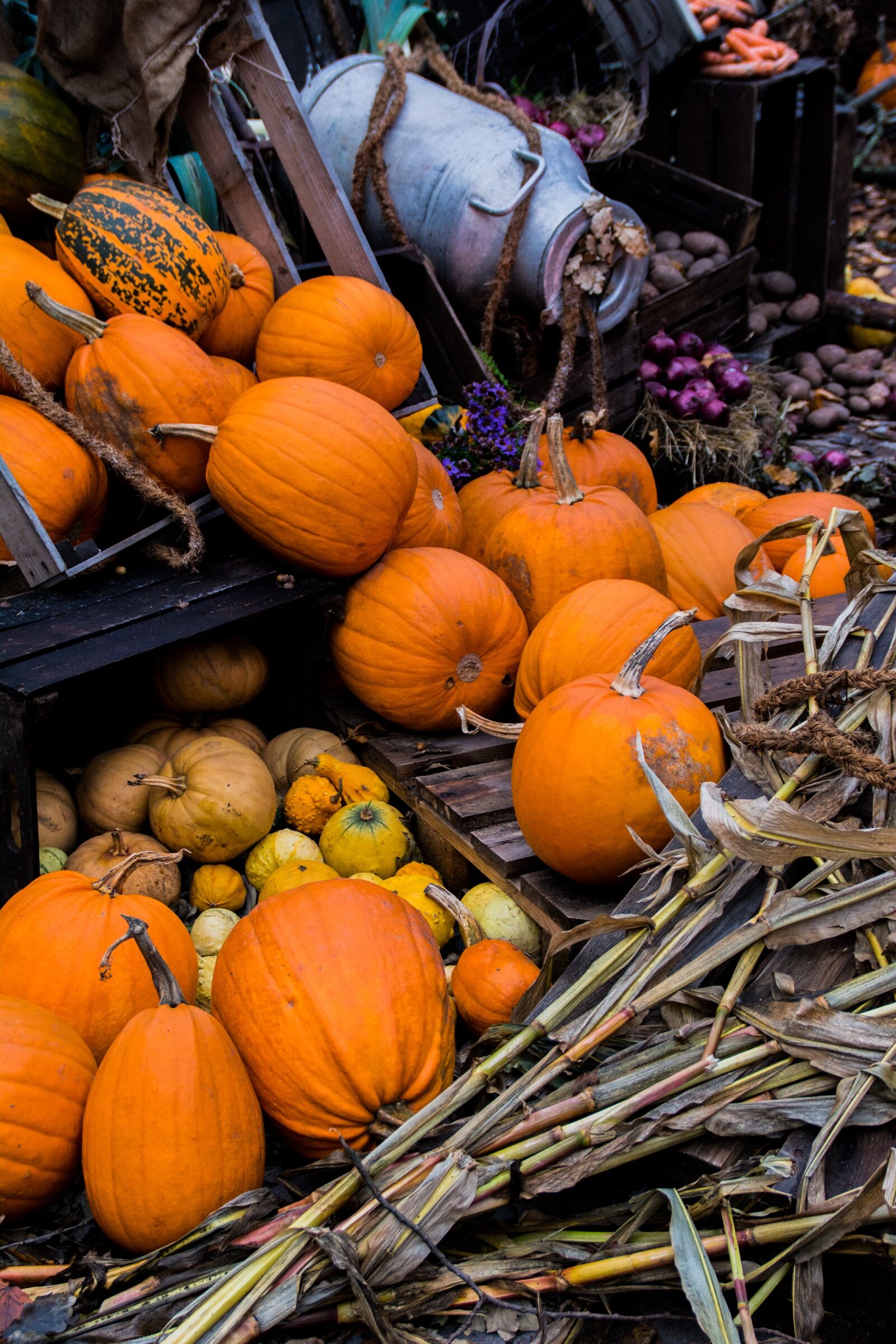 Nikon D7100 sample photo. Halloween, autumn, pumpkin photography