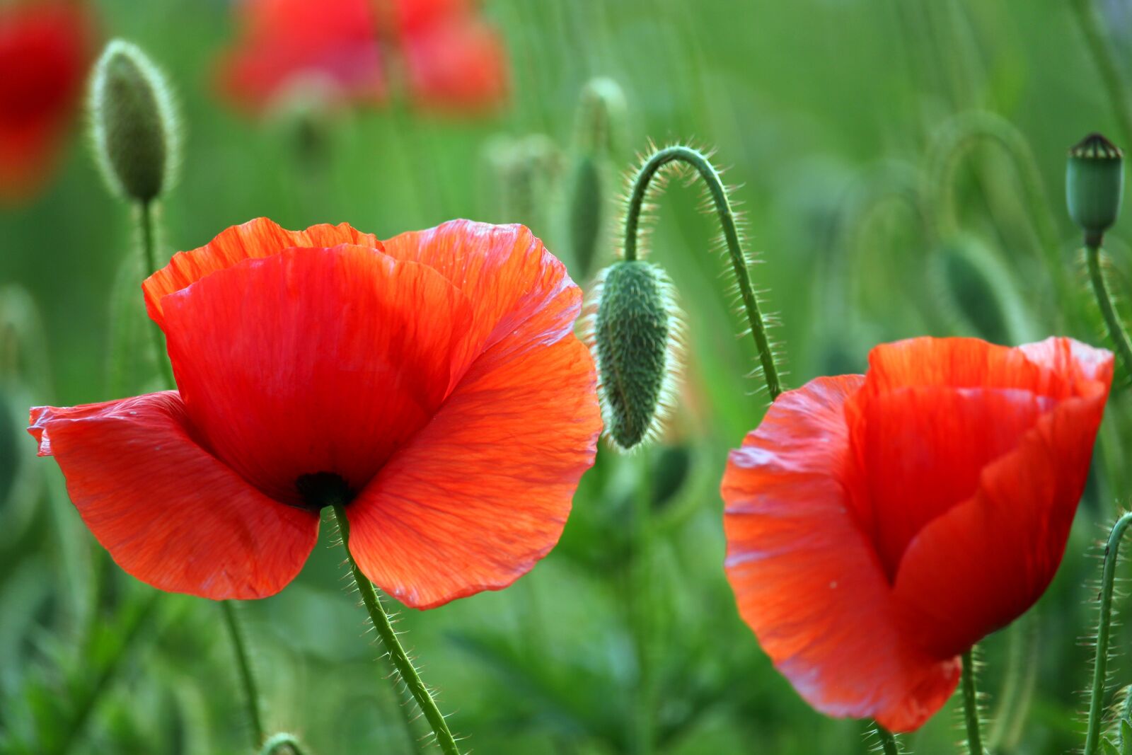 Canon EF-S 55-250mm F4-5.6 IS STM sample photo. Flower meadow, klatschmohn, nature photography