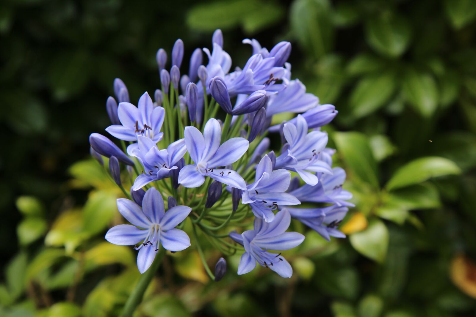 Canon EOS 600D (Rebel EOS T3i / EOS Kiss X5) sample photo. Agapanthus, african lily blue photography