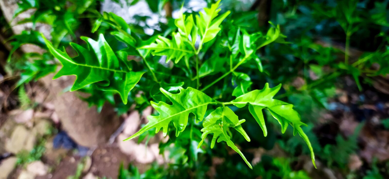 Xiaomi Redmi Note 8 sample photo. Green, leaf, little leaf photography