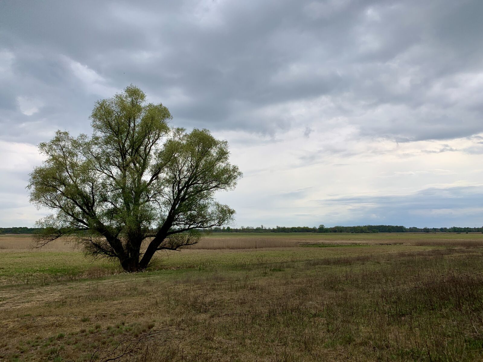 iPhone XS Max back dual camera 4.25mm f/1.8 sample photo. Poland, landscape, tree photography