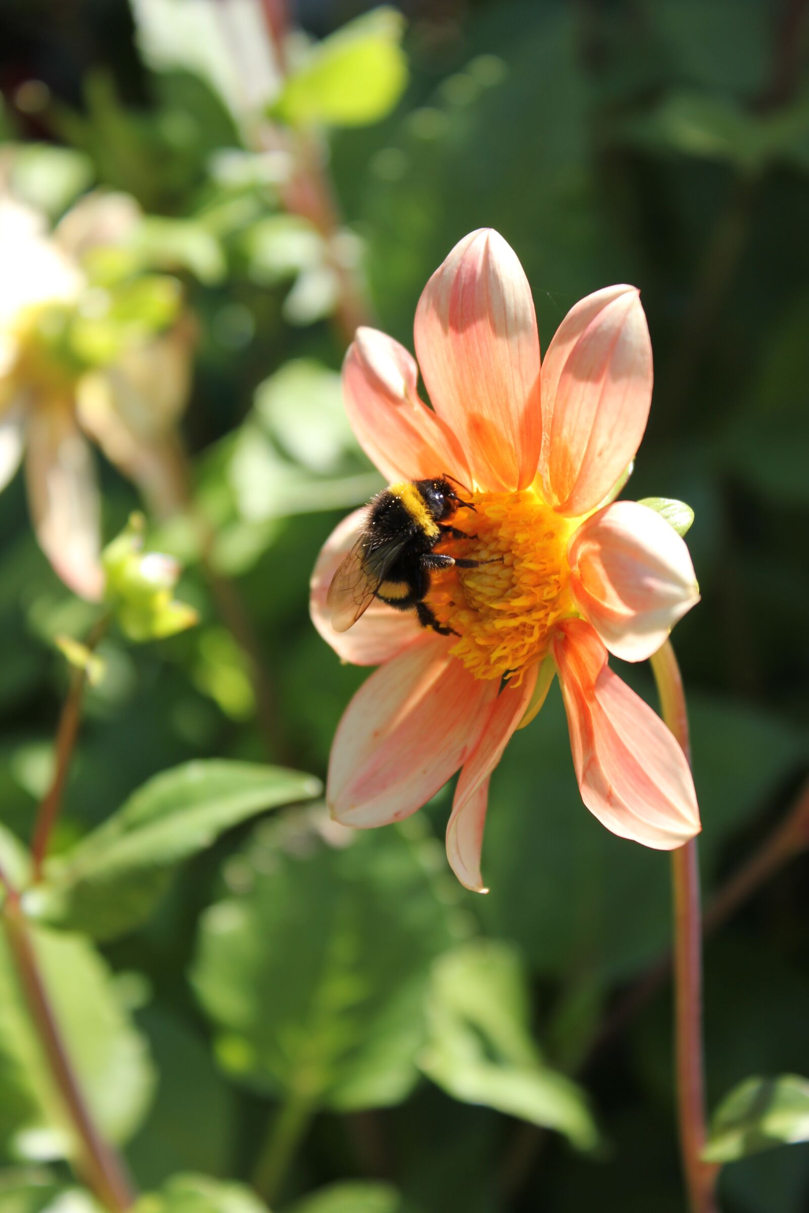Canon EOS 550D (EOS Rebel T2i / EOS Kiss X4) sample photo. Flower, hummel, close up photography
