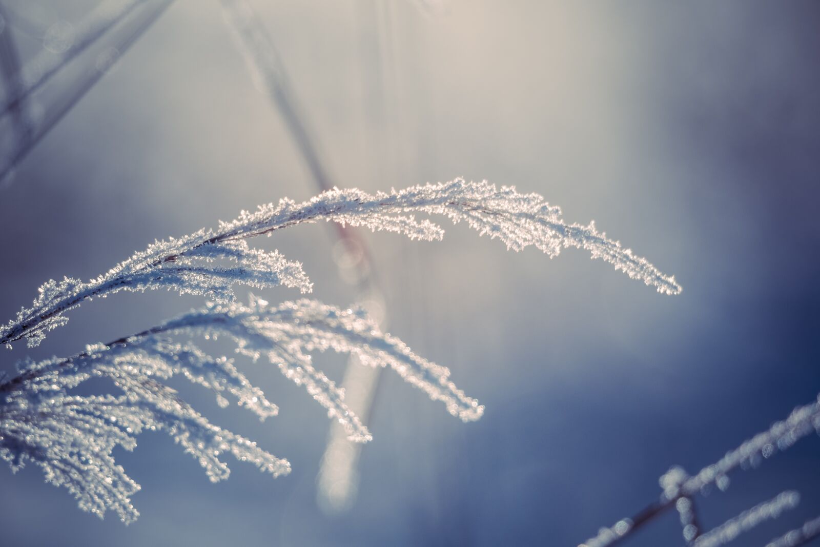 Canon EOS 7D Mark II + 150-600mm F5-6.3 DG OS HSM | Sports 014 sample photo. Sky, frost, nature photography