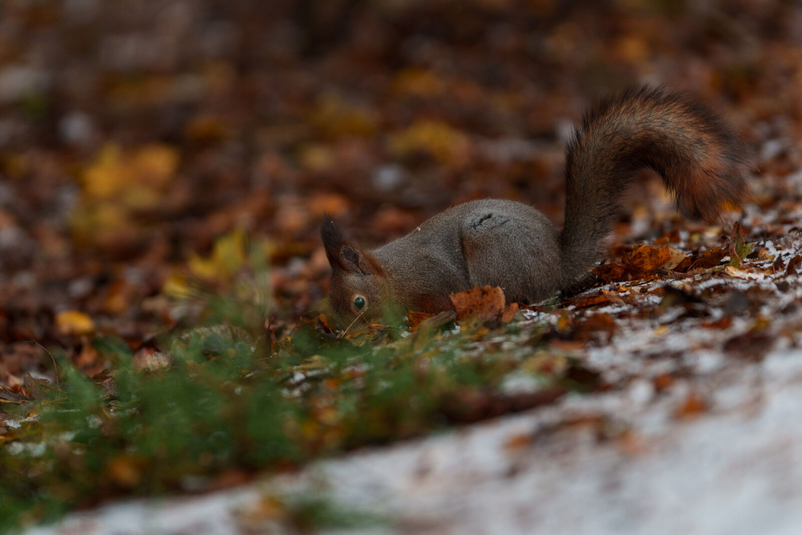 Sigma 70-200mm F2.8 DG DN OS | Sports sample photo. Animal of the day photography