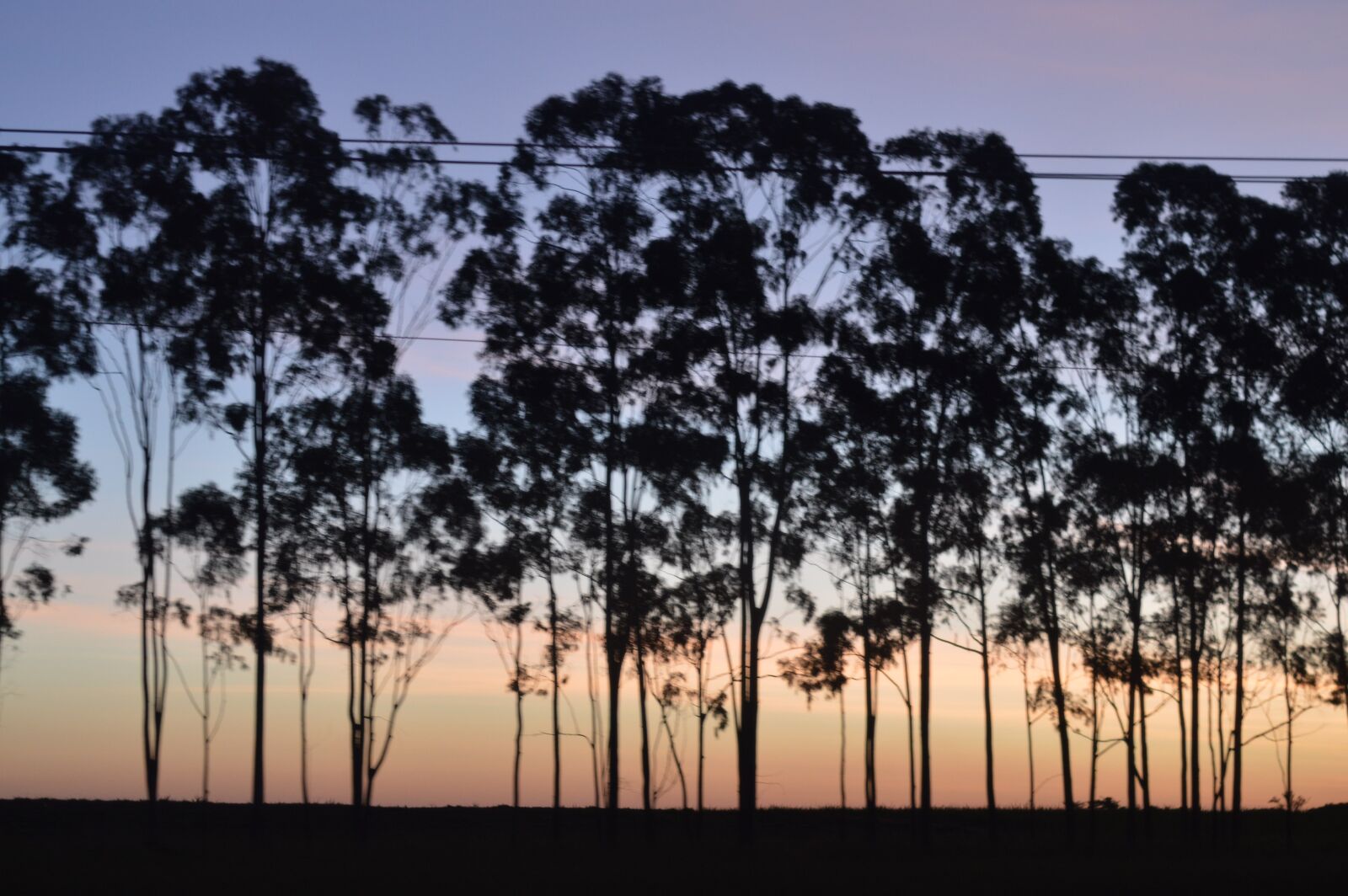 Nikon D3200 sample photo. Trees, sunset, path photography